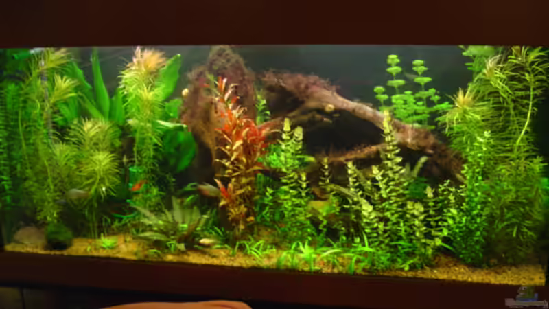 Aquarium Hauptansicht von Becken 4188