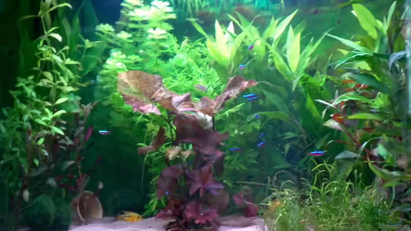 Aquarium Hauptansicht von Becken 4198 von Karl Wefers (1)