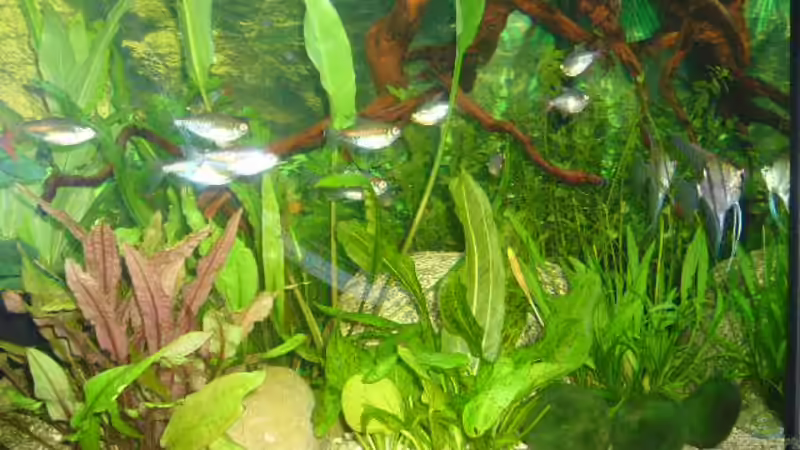 Aquarium Hauptansicht von Becken 4199 von Joachim Reinhardt (1)