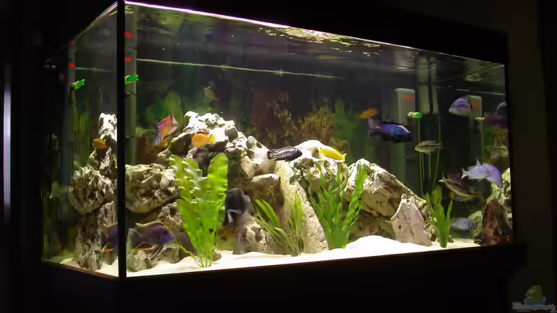 Aquarium Hauptansicht von Becken 421 von Ralf Deingruber (1)