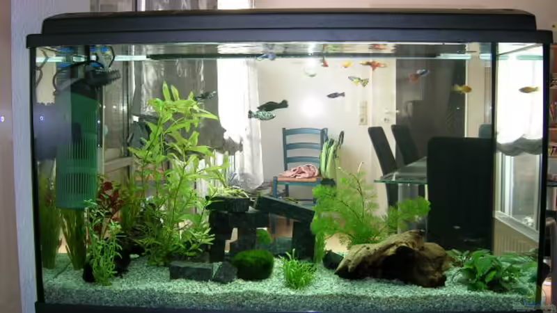 Aquarium Hauptansicht von Becken 4225