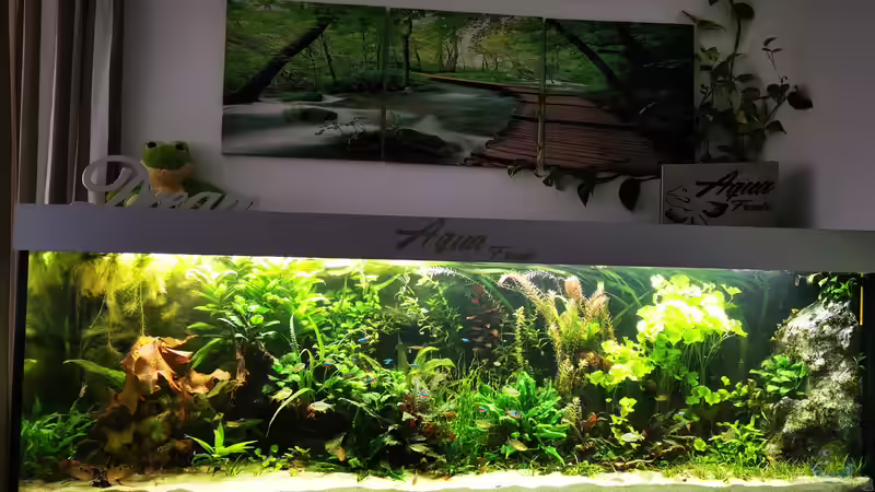 Aquarium Hauptansicht von Becken 42320 von Heike Fuchs (1)