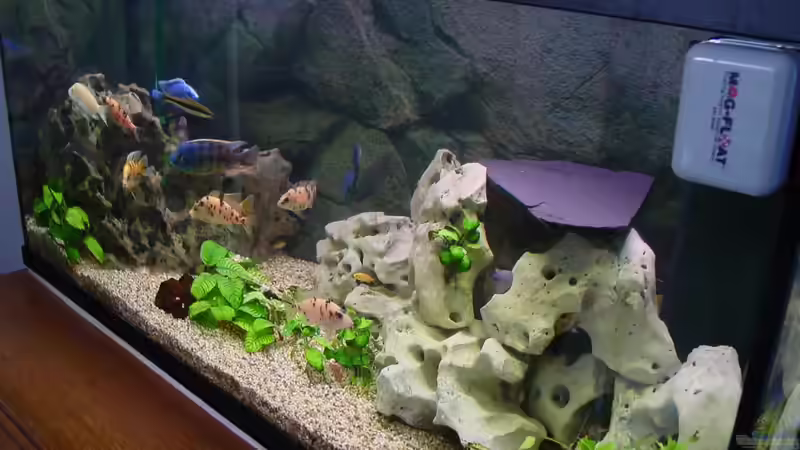 Aquarium Hauptansicht von Becken 424