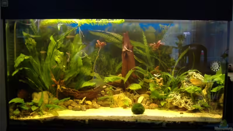 Aquarium Hauptansicht von Becken 4241 von Marcel Massow (1)