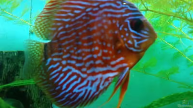 Aquarium Hauptansicht von Becken 4244