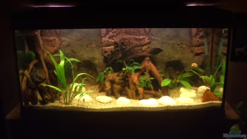 Aquarium Hauptansicht von Becken 4247