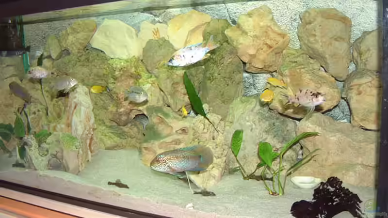 Aquarium Hauptansicht von Becken 425