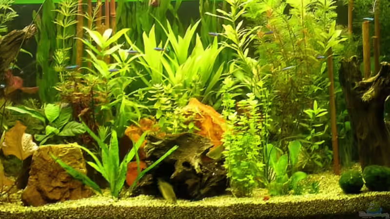 Aquarium Hauptansicht von Becken 4257