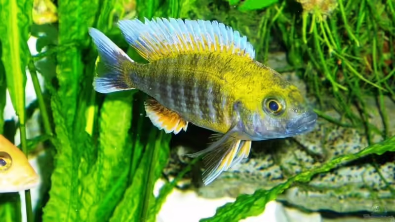 Aquarium Hauptansicht von Becken 4259