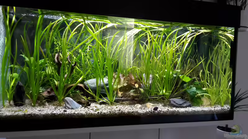 Aquarium Hauptansicht von Becken 42595 von Gerd Starke