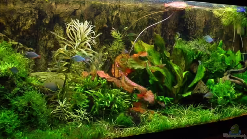 Aquarium Hauptansicht von Becken 4261 von Sabine Stark (1)