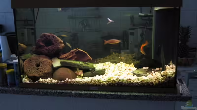 Aquarium Hauptansicht von Becken 4263