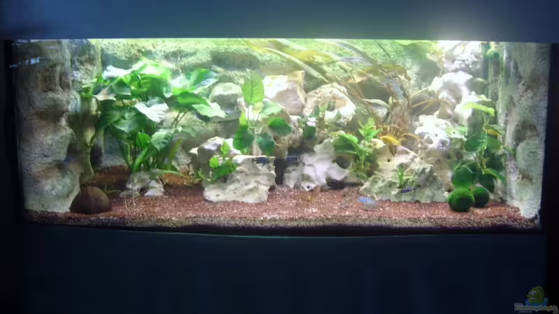 Aquarium Hauptansicht von Becken 4285 von Jens Schneider (1)