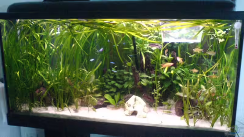 Aquarium Hauptansicht von Becken 4290 von Oliver Röder (1)