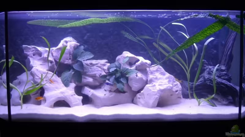 Aquarium Hauptansicht von Becken 4293