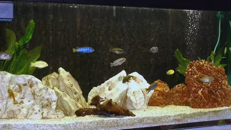 Aquarium Hauptansicht von Becken 43 von Dietmar Kilvanya (1)