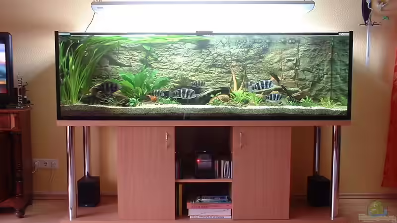 Aquarium Hauptansicht von Becken 430 von Thomas Pieper (1)