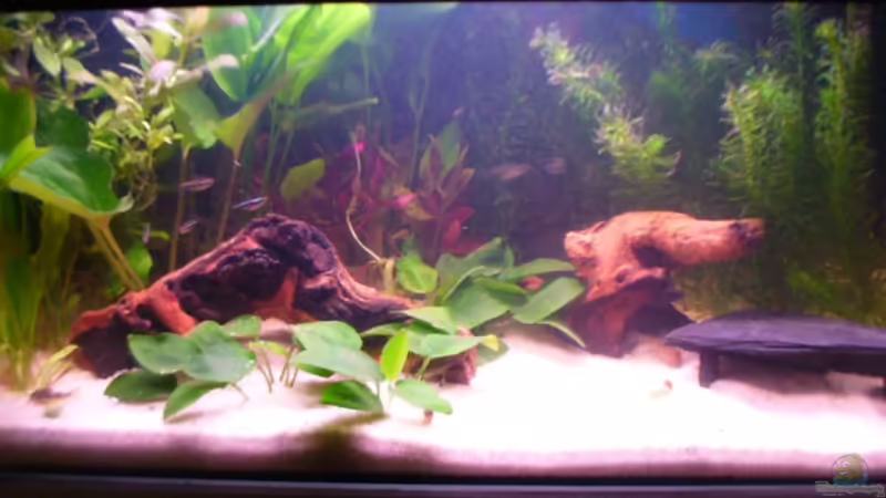 Aquarium Hauptansicht von Becken 4319 von Daniela Rathgeb (1)