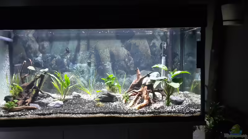 Aquarium Hauptansicht von Becken 43247 von Gerd Starke