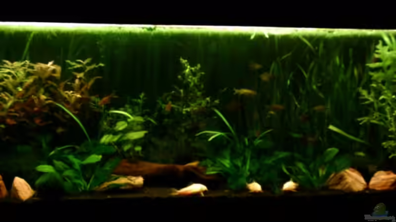 Aquarium Hauptansicht von Becken 4326 von Nicole Helal (1)