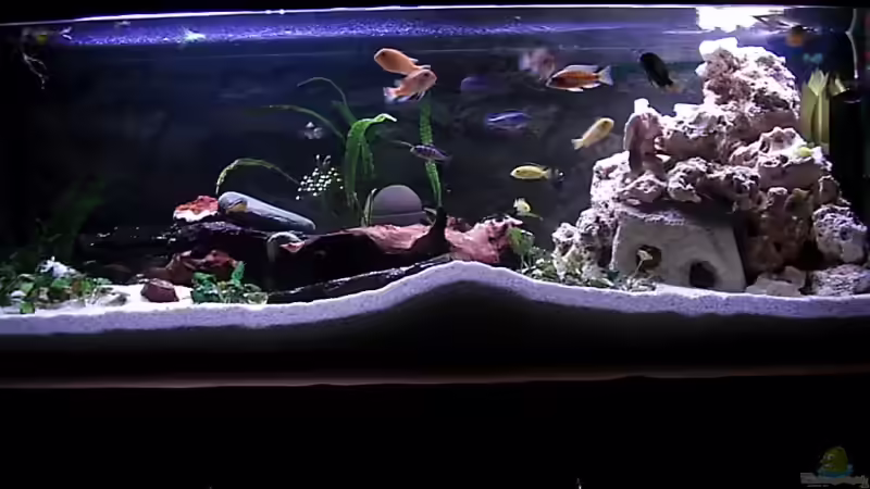 Aquarium Hauptansicht von Becken 4355 von Thomas Wolf (1)