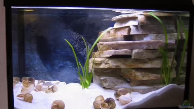 Aquarium Hauptansicht von Becken 4366