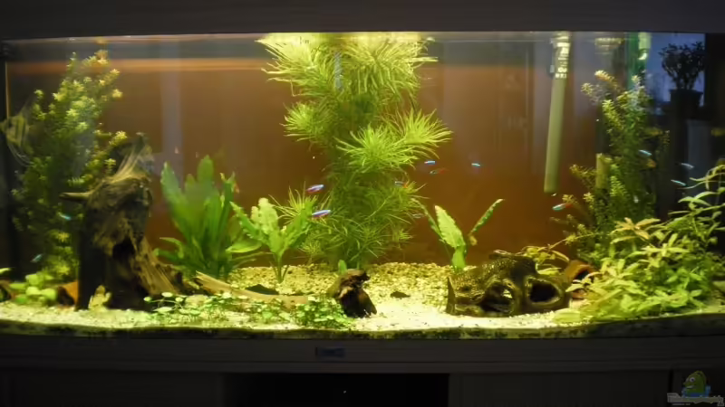 Aquarium Hauptansicht von Becken 4379