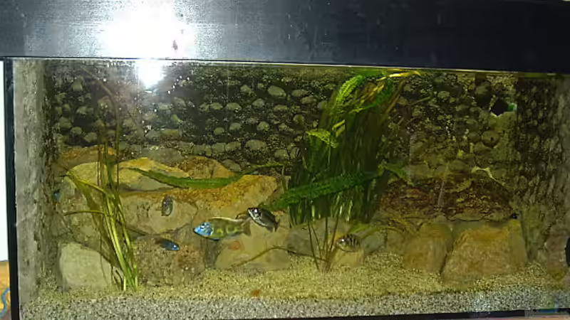 Aquarium Hauptansicht von Becken 438