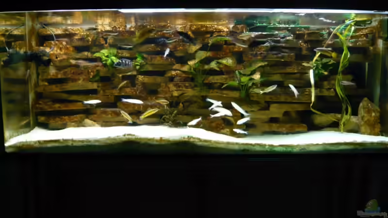 Aquarium Hauptansicht von Becken 4383