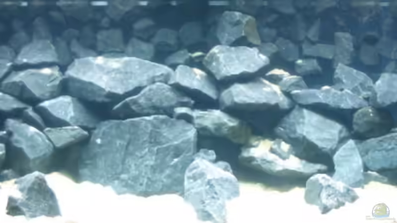 Aquarium Hauptansicht von Becken 4387 von Mario Podleschny