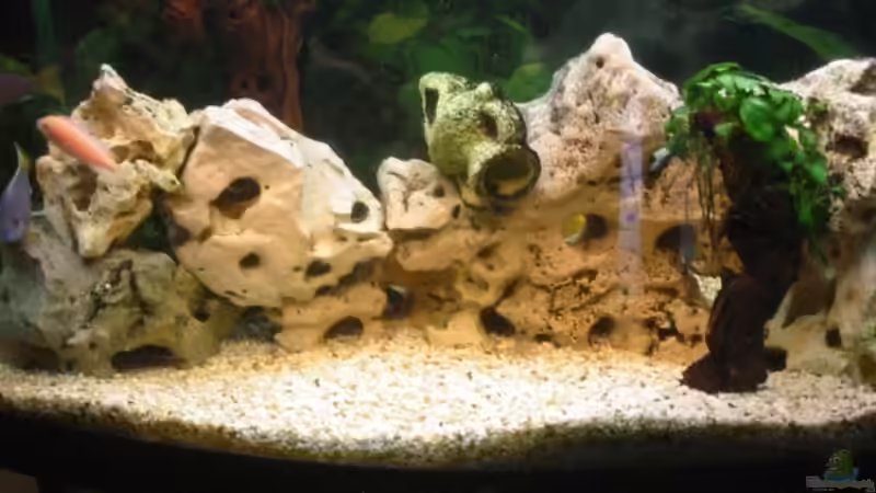 Aquarium Hauptansicht von Becken 439