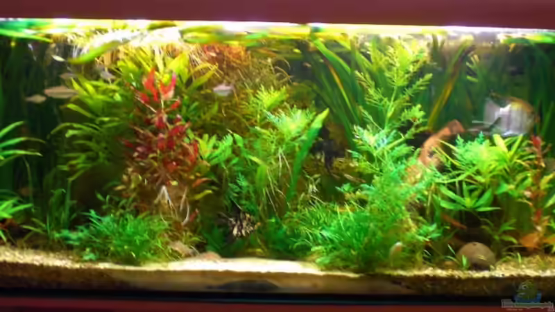 Aquarium Hauptansicht von Becken 4396 von Jockwer Rene´ (1)