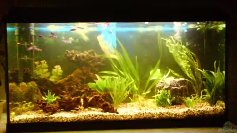 Aquarium Hauptansicht von Becken 4401