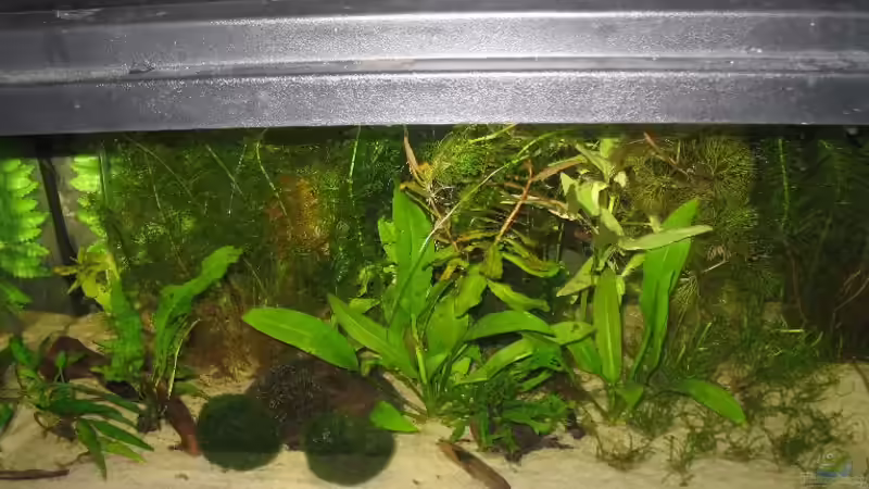 Aquarium Hauptansicht von Becken 4421 von Patrick Wanningen (1)