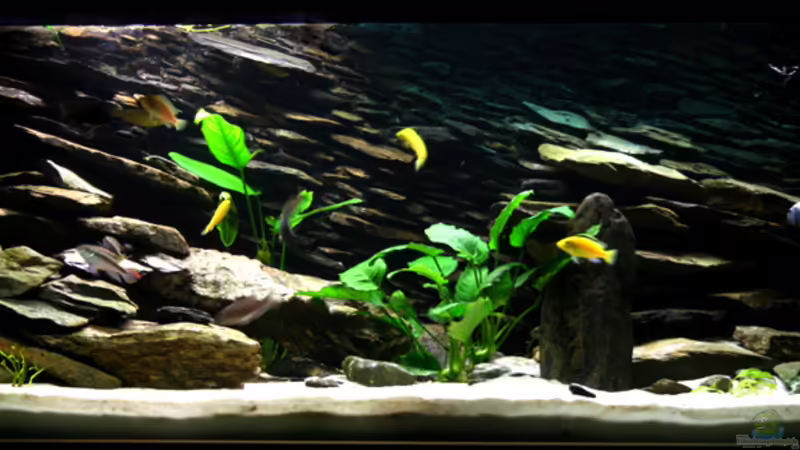Aquarium Hauptansicht von Becken 4437