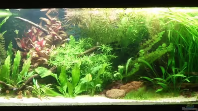 Aquarium Hauptansicht von Becken 4441 von Sven Pohlner (1)