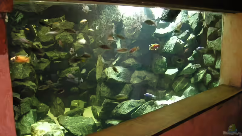 Aquarium Hauptansicht von Becken 4449