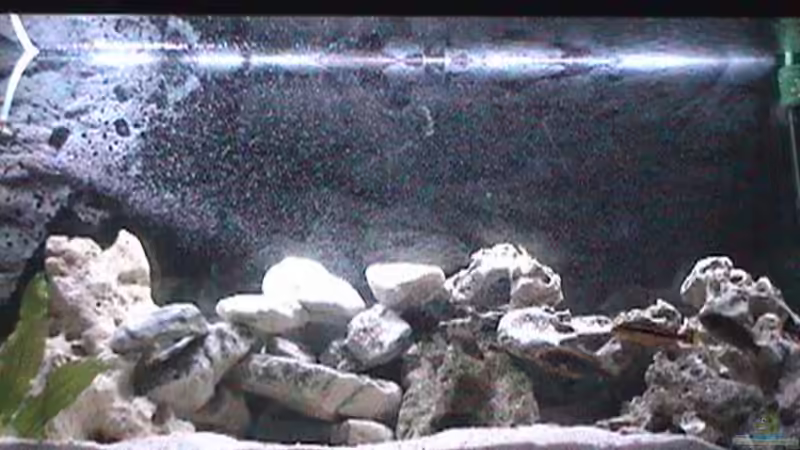 Aquarium Hauptansicht von Becken 445 von Ali Simsek (1)