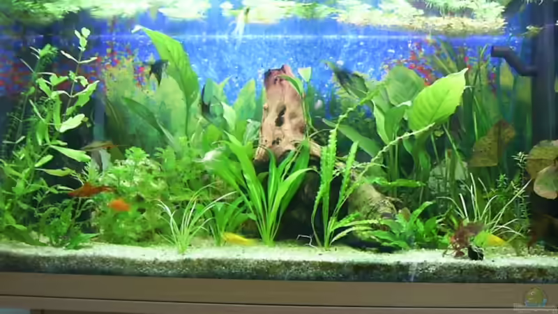 Aquarium Hauptansicht von Becken 4453 von Sergej Reiswich (1)