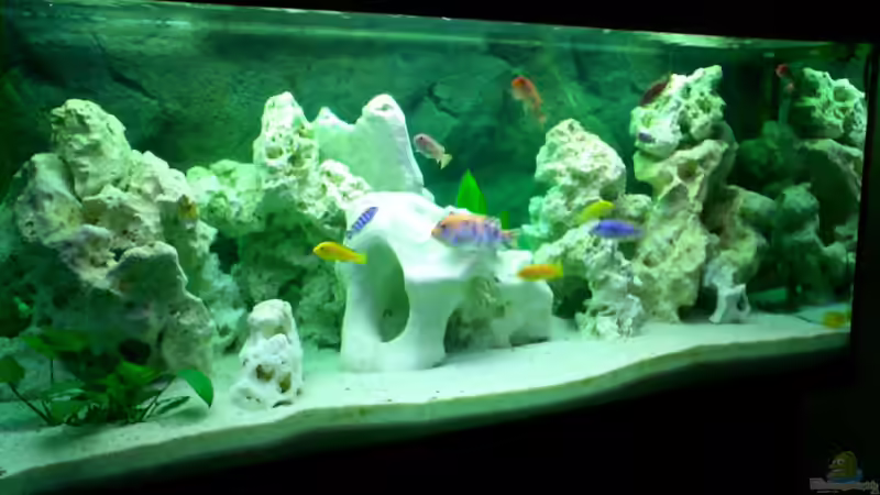 Aquarium Hauptansicht von Becken 446