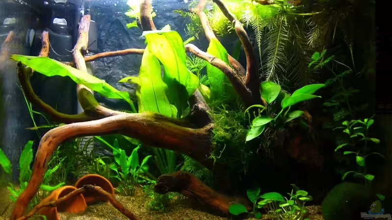 Aquarium Hauptansicht von Becken 4462 Aquarium Hauptansicht von Becken 4462