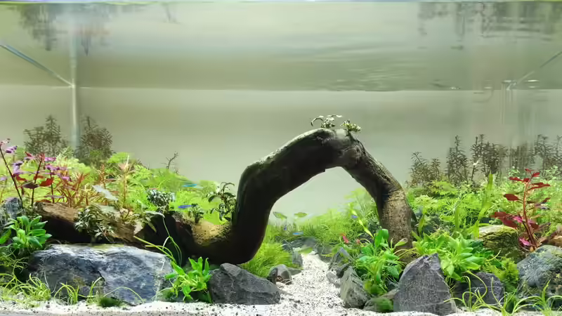 Aquarium Hauptansicht von Becken 44683