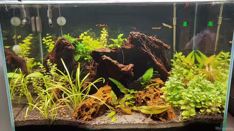 Aquarium Hauptansicht von Becken 44695 von Ralf Bercke (2)