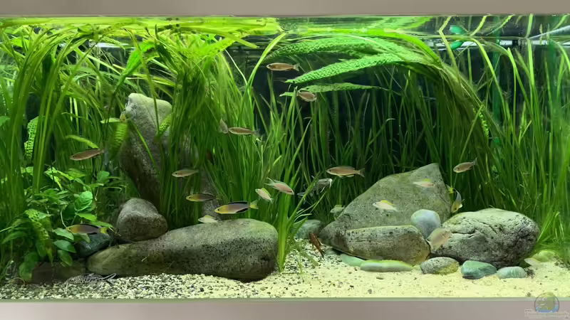 Aquarium Hauptansicht von Becken 44706 von Alarich (1)