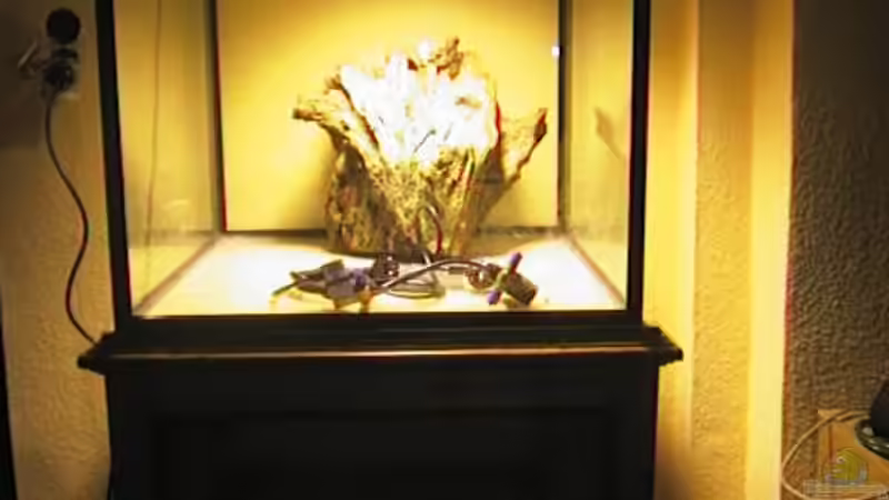 Aquarium Hauptansicht von Becken 4479