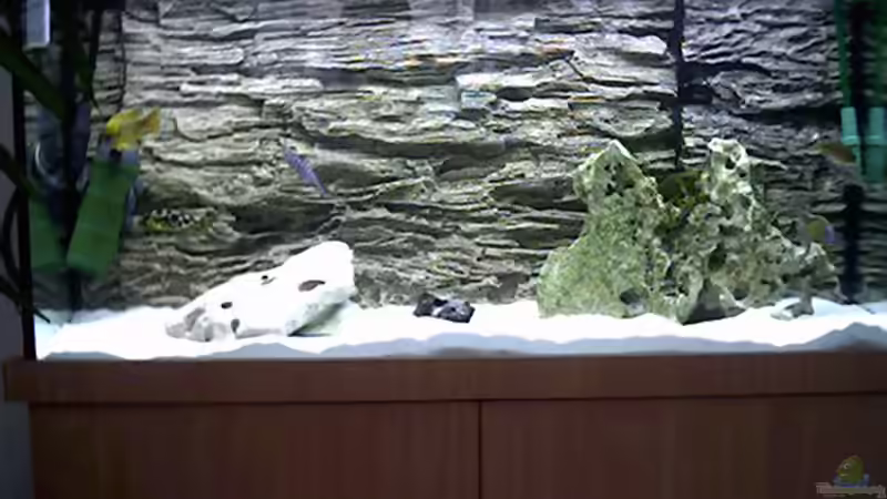 Aquarium Hauptansicht von Becken 45