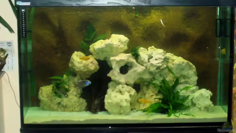 Aquarium Hauptansicht von Becken 4516 von Matthias Hentzschel (1)