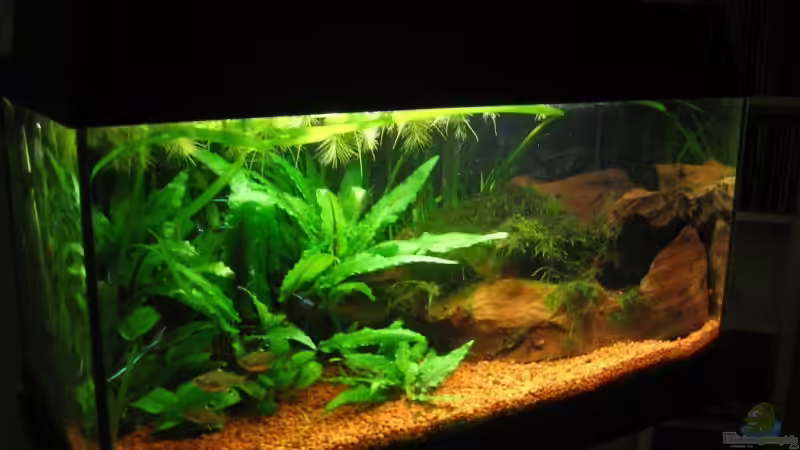 Aquarium Hauptansicht von Becken 4525 von Mika Kläser (1)