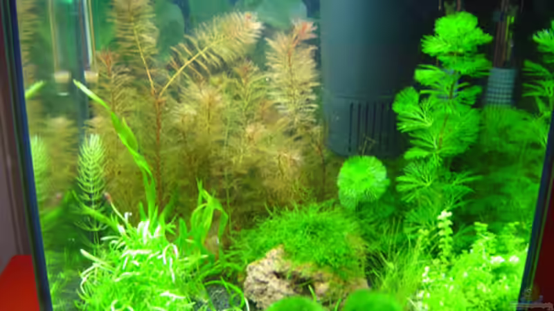 Aquarium Hauptansicht von Becken 4558