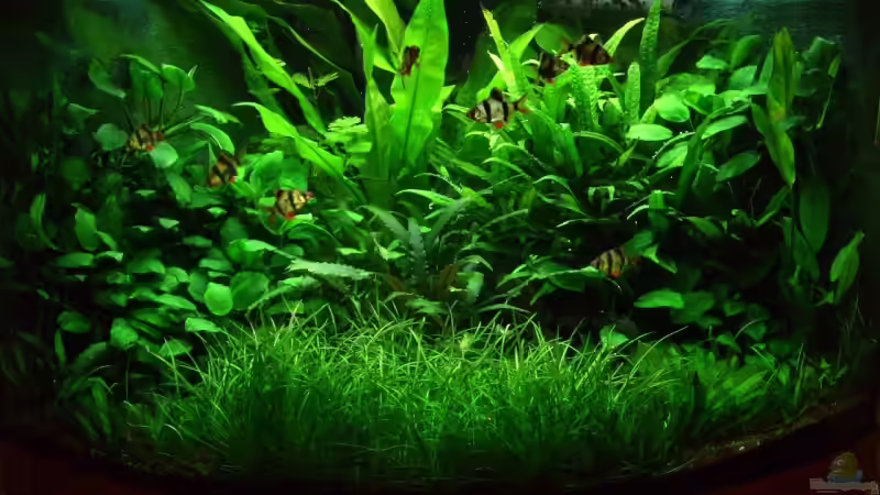 Aquarium Hauptansicht von Becken 4573 von Alexander Müller (1)